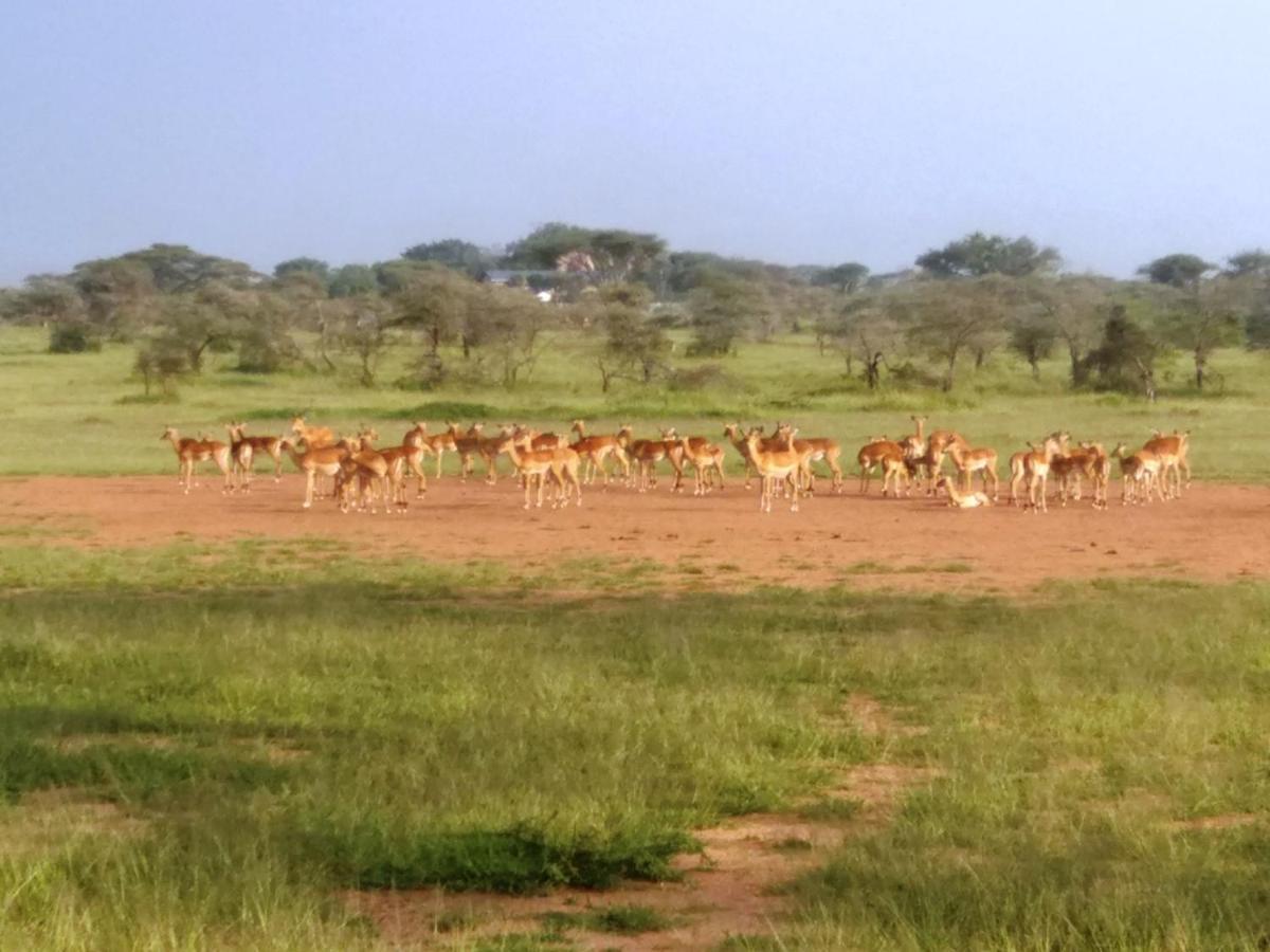Seronera Wildlife Lodge Serengeti Exterior photo